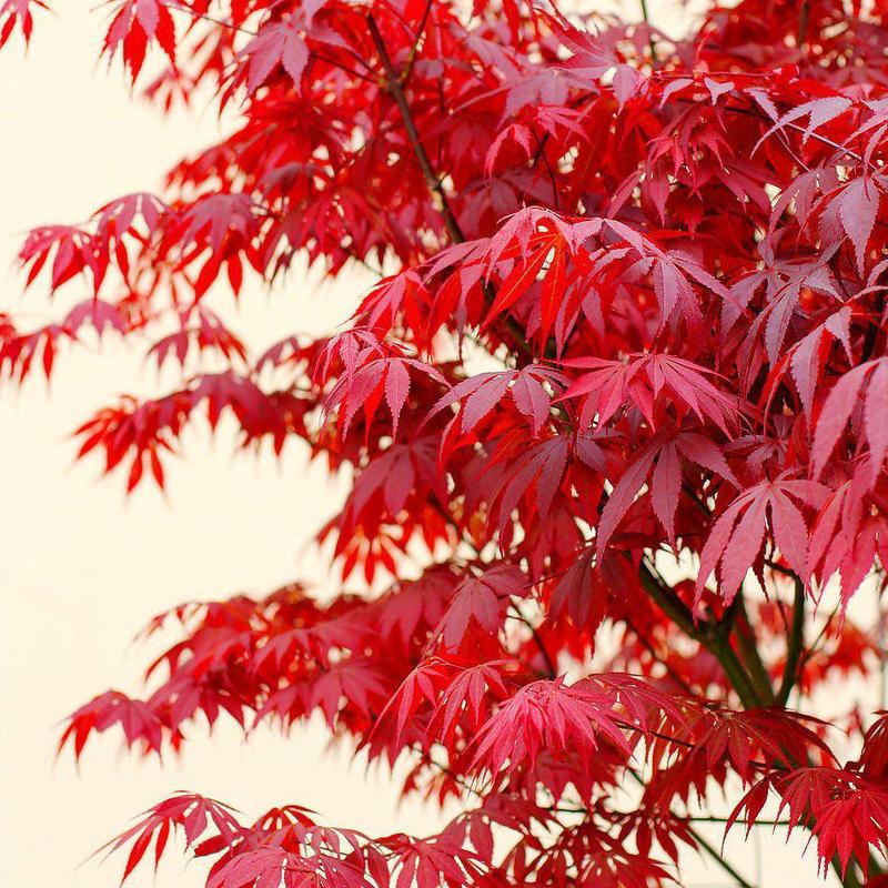美国红枫种子林木种籽国产散装四季多年生景观绿化工程观叶种