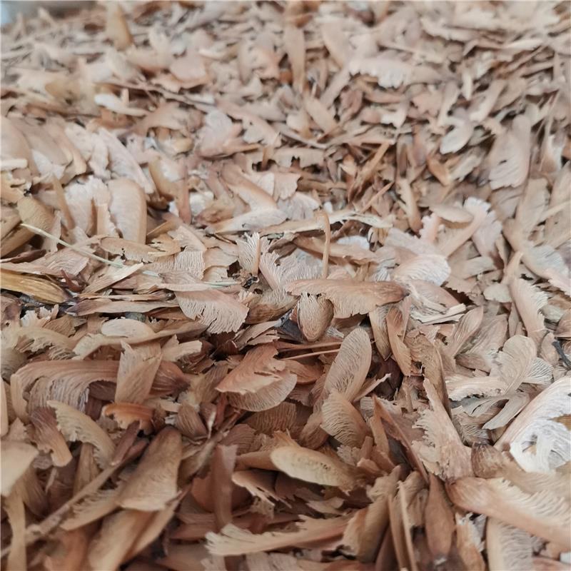 美国红枫种子林木种籽国产散装四季多年生景观绿化工程观叶种