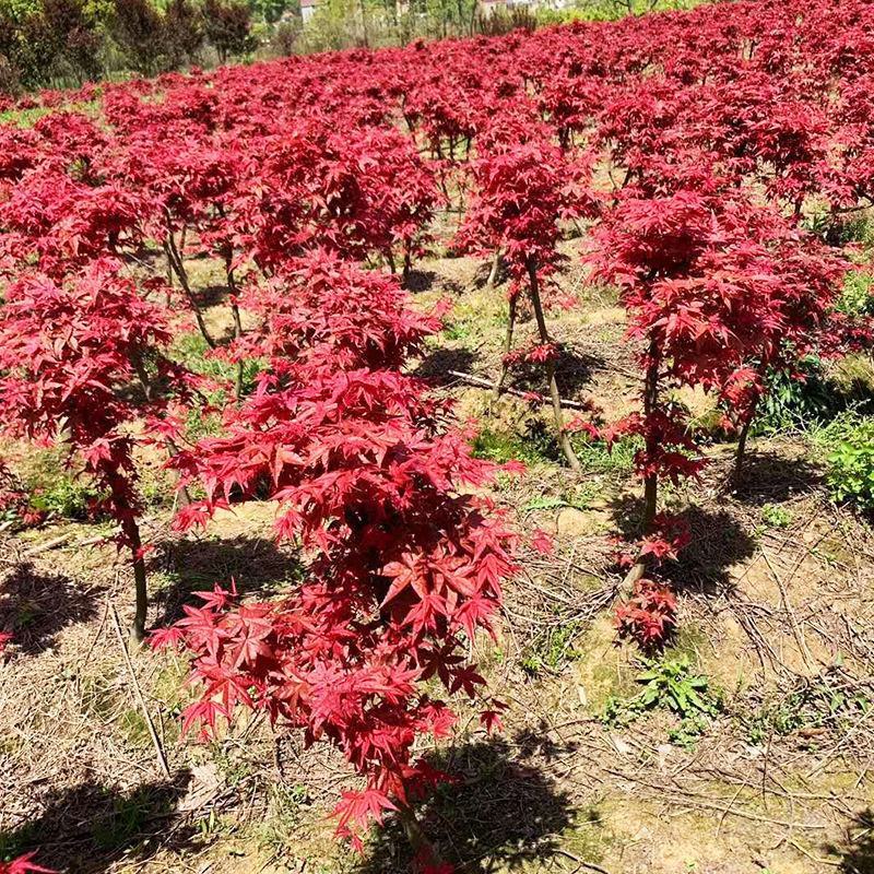 美国红枫种子林木种籽国产散装四季多年生景观绿化工程观叶种
