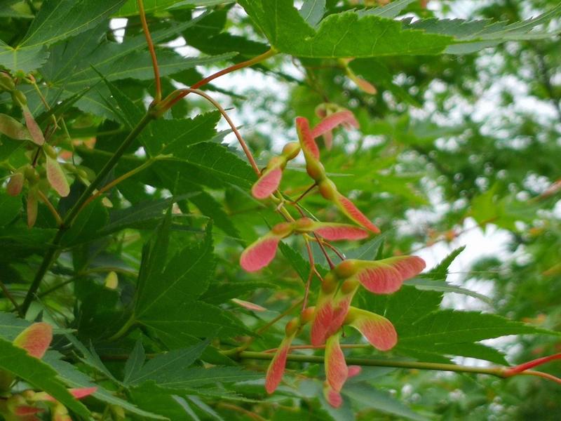 美国红枫种子林木种籽国产散装四季多年生景观绿化工程观叶种