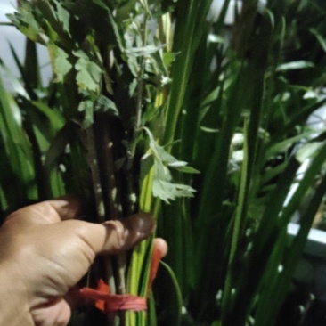 端午节专用艾草菖蒲种植基地直发，成都本地货，天府新区新兴