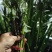 端午节专用艾草菖蒲种植基地直发，成都本地货，天府新区新兴