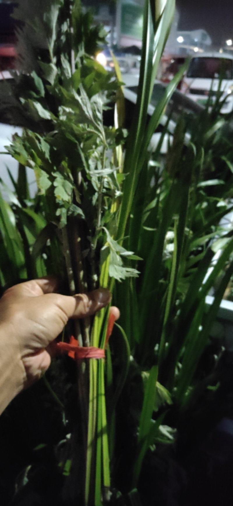 端午节专用艾草菖蒲种植基地直发，成都本地货，天府新区新兴