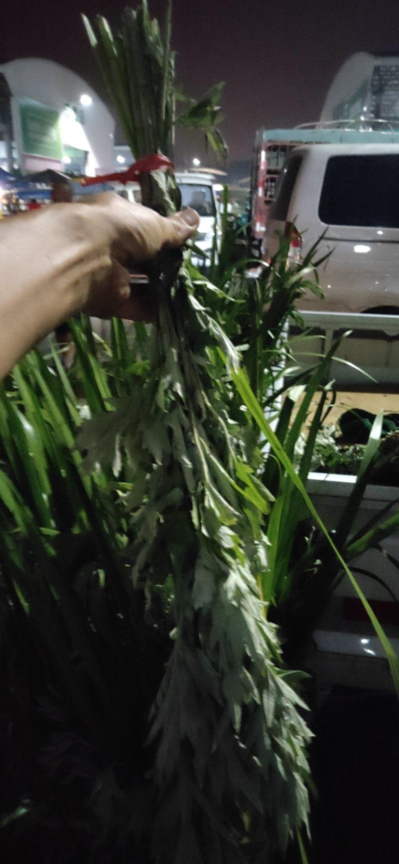 端午节专用艾草菖蒲种植基地直发，成都本地货，天府新区新兴