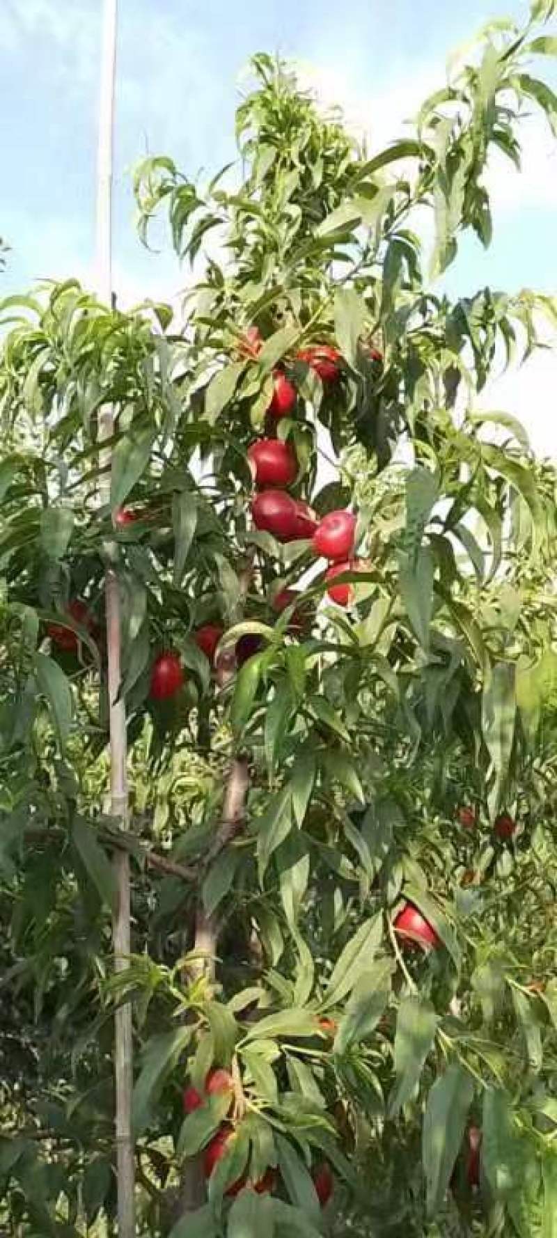【推荐】山西运城万荣县、优质油桃.毛桃，大量供应