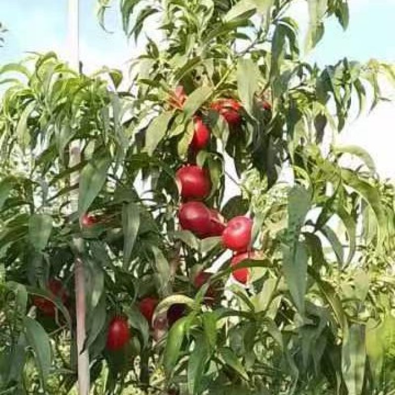 【推荐】山西运城万荣县、优质油桃.毛桃，大量供应