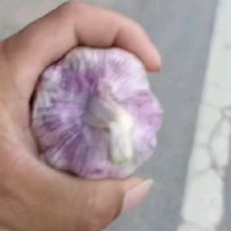 【万亩基地】精品大蒜扒米大量上市一手货源全国发货