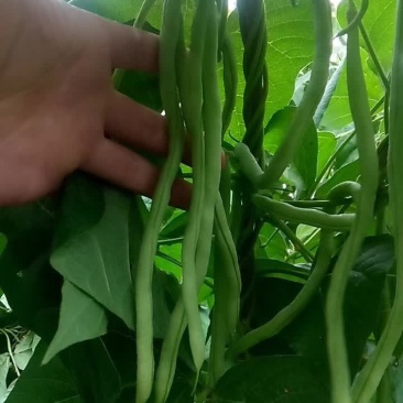甘肃豆王