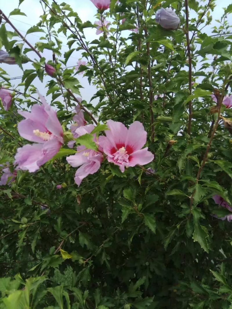 木槿2公分3公分木槿花4公分木槿花树视频看货