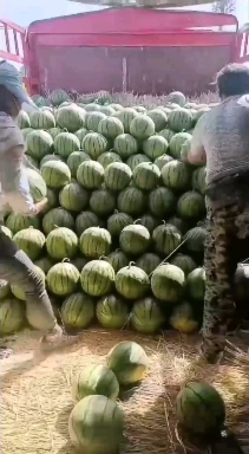 海量京欣西瓜上市