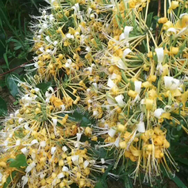 金银花