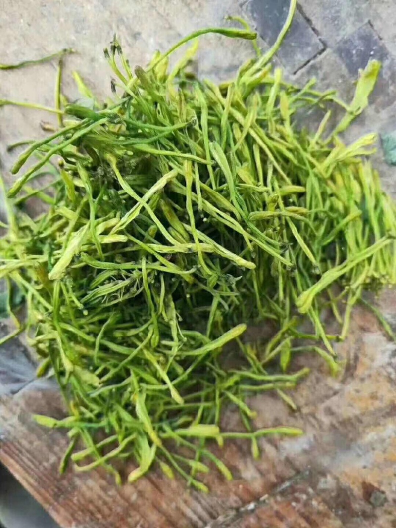金银花