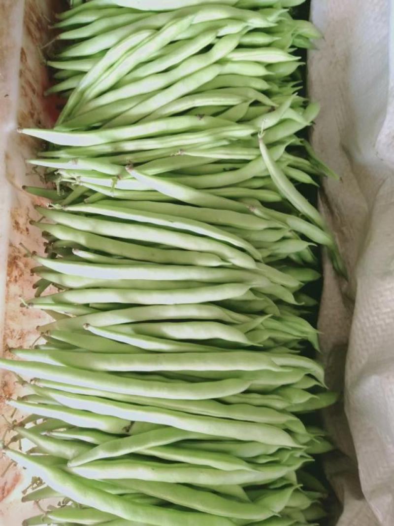 云南四季豆精品四季豆精品四季豆
