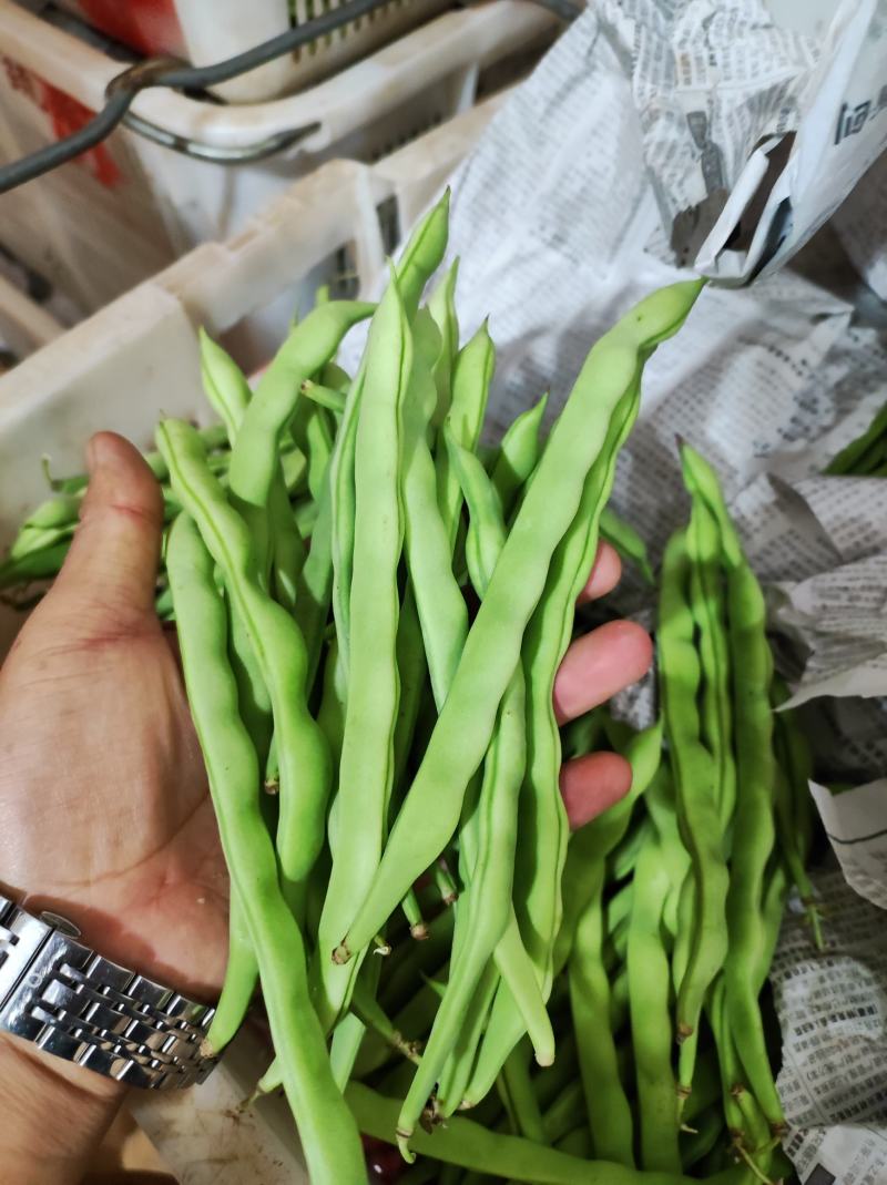 云南四季豆精品四季豆精品四季豆