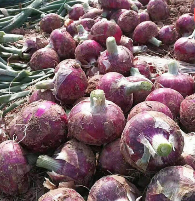 【推荐】河南洋葱基地供货品质保证诚信经营紫皮洋葱
