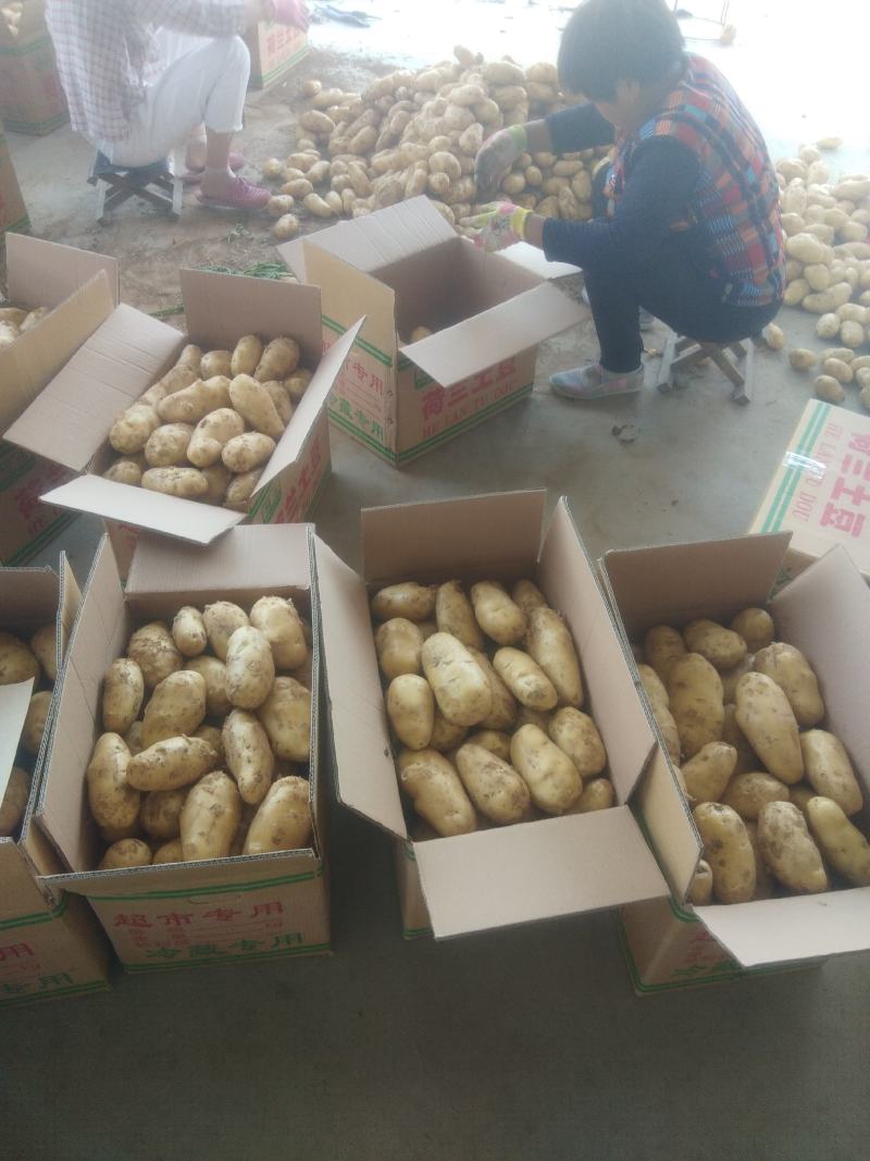 山东省临沂兰陵县土豆大量上市产地一手货源