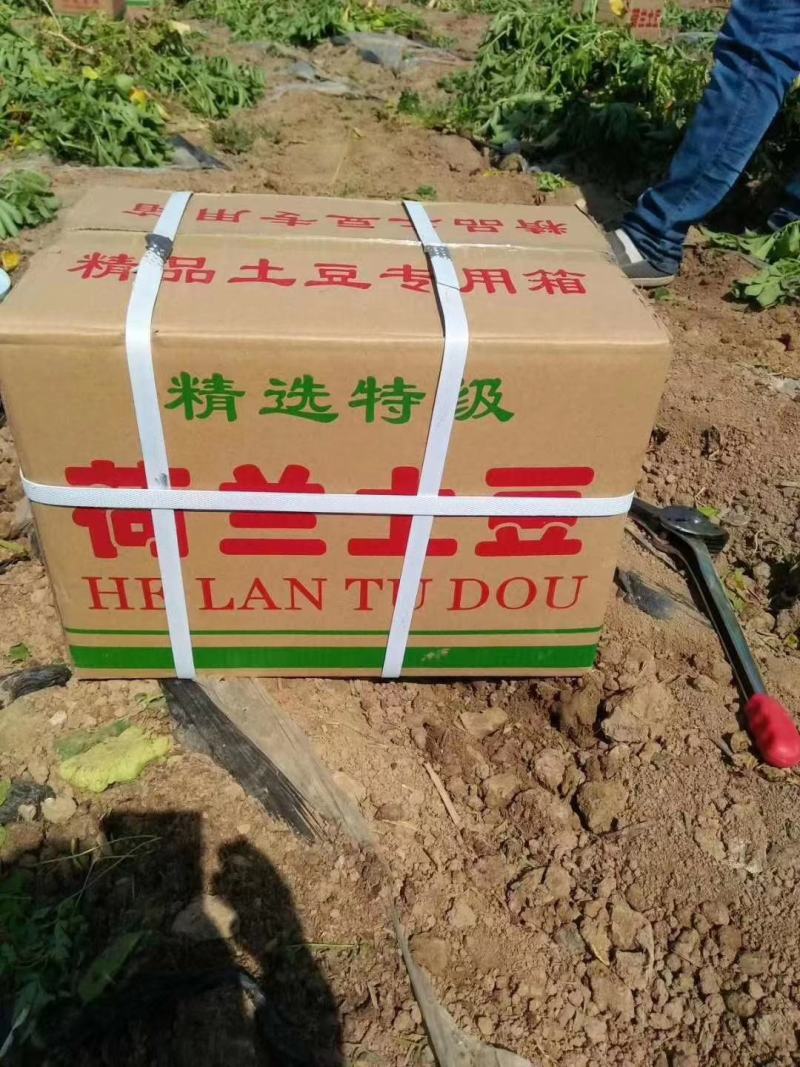 山东省临沂兰陵县土豆大量上市产地一手货源