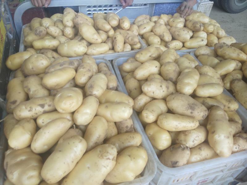 山东省临沂兰陵县土豆大量上市产地一手货源