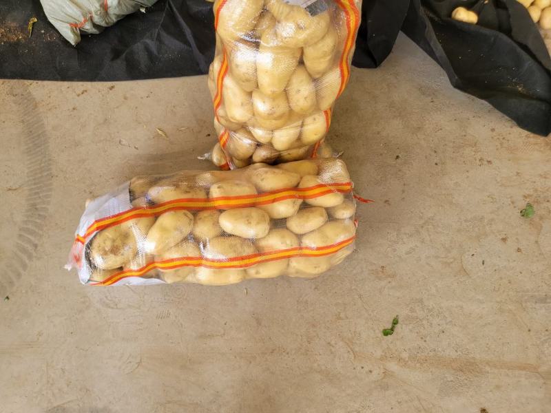 山东省临沂兰陵县土豆大量上市产地一手货源