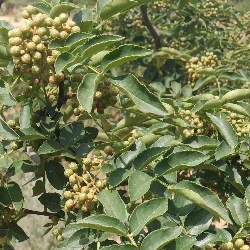 陕西渭南富平大红袍上市：颗粒饱满、味道麻香、色正干净。
