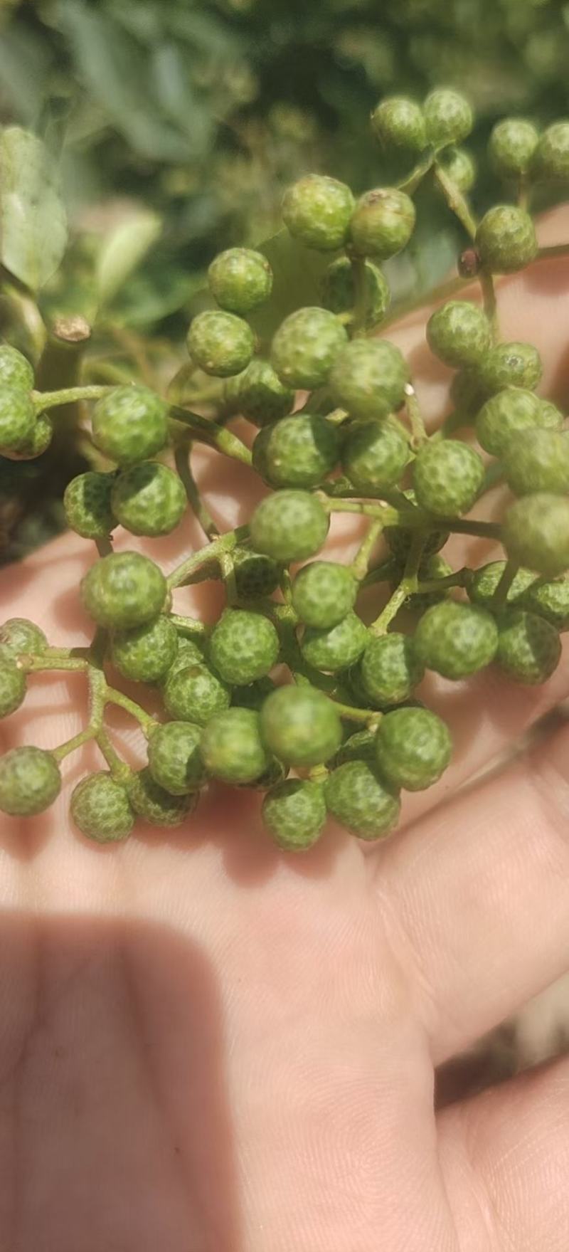 陕西渭南富平大红袍上市：颗粒饱满、味道麻香、色正干净。