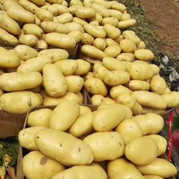 新土豆大量上市，山东土豆，荷兰15土豆整车发货，黄心土豆