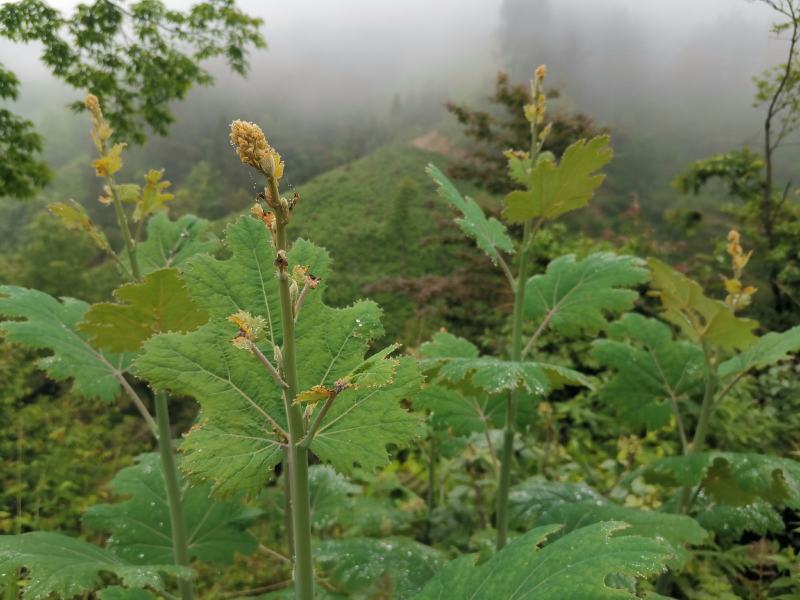 博落回苗炮筒杆炮筒干苗贵州博落回广西博落回湖南博落回苗