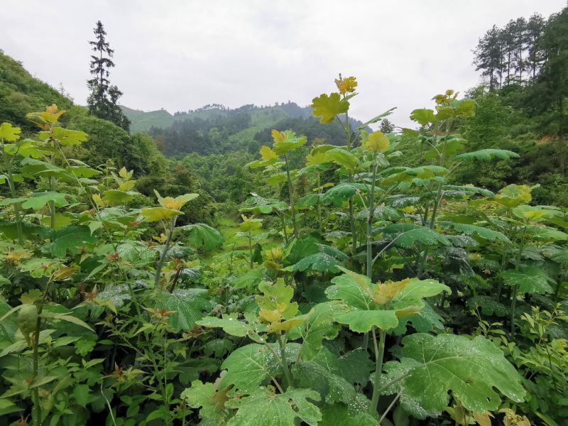 博落回苗炮筒杆炮筒干苗贵州博落回广西博落回湖南博落回苗