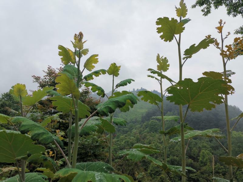 博落回苗炮筒杆炮筒干苗贵州博落回广西博落回湖南博落回苗