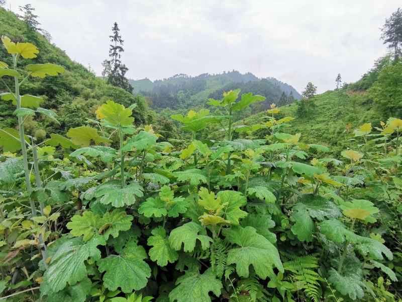 博落回苗炮筒杆炮筒干苗贵州博落回广西博落回湖南博落回苗