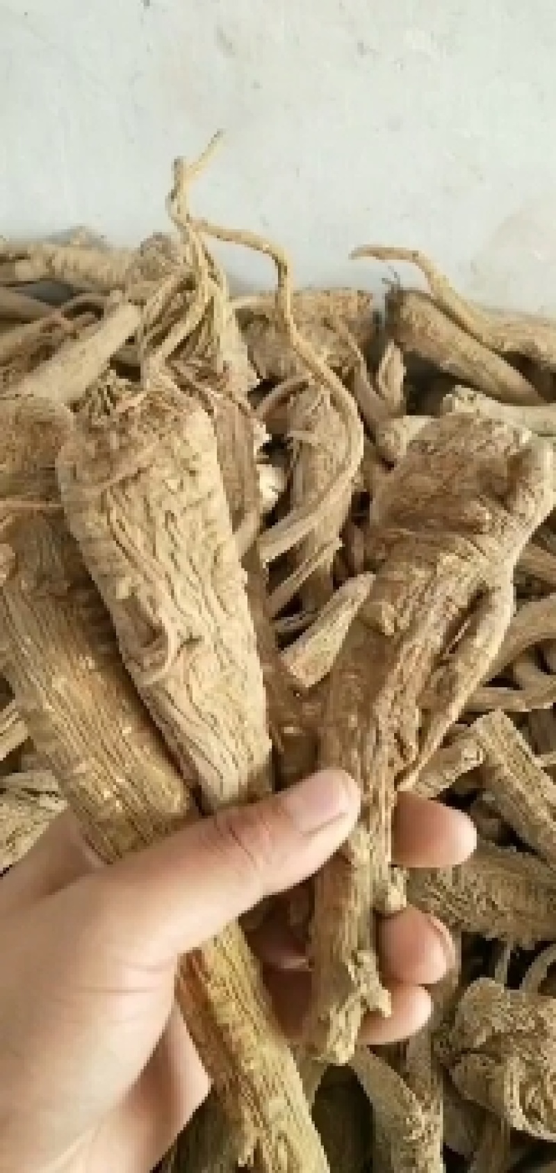 安徽亳州，白芷圆片，各种规格都有，货源充足。