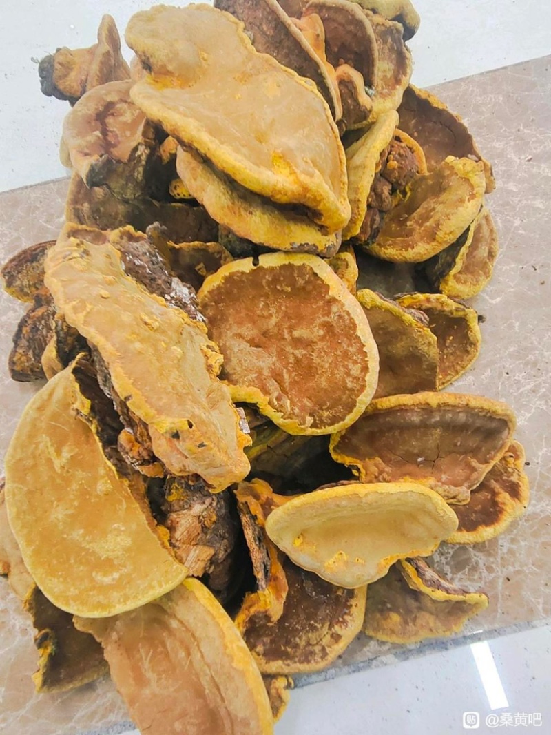 桑黄