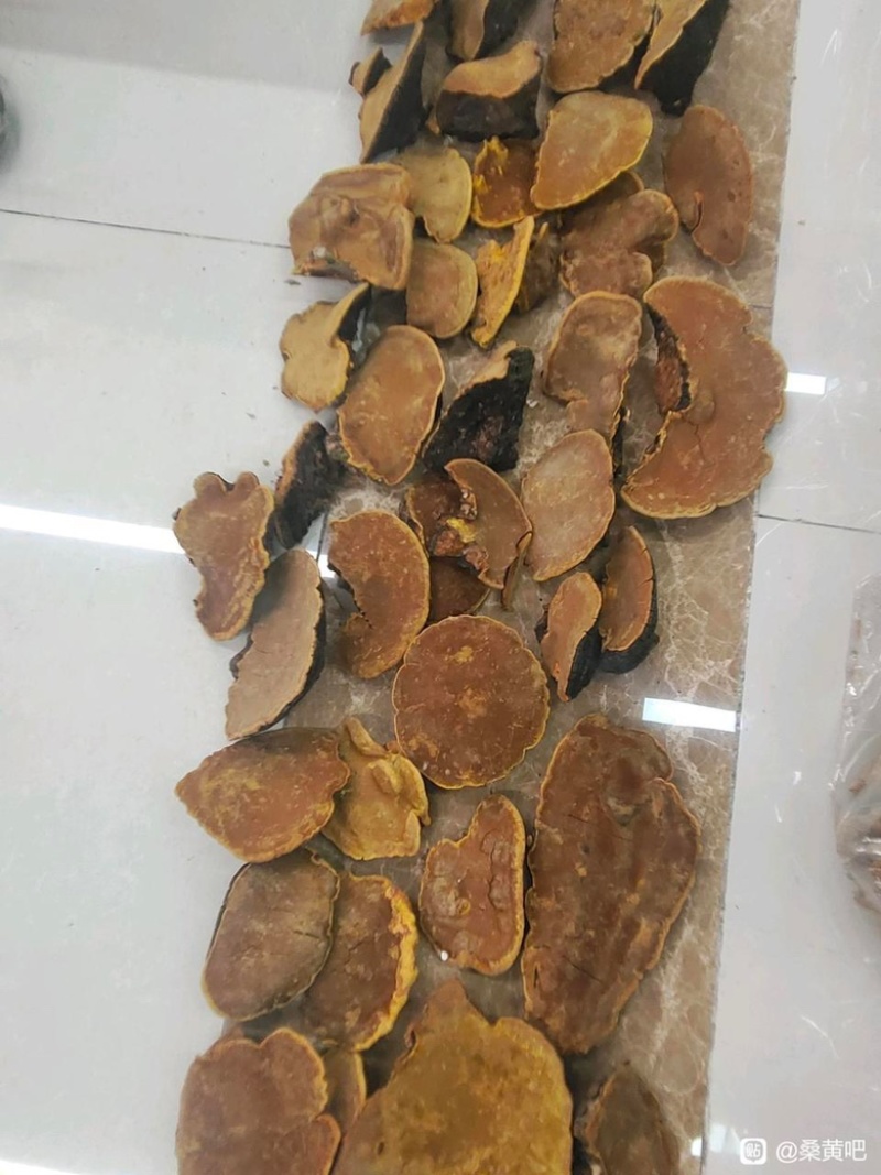 桑黄