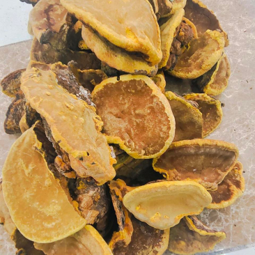桑黄
