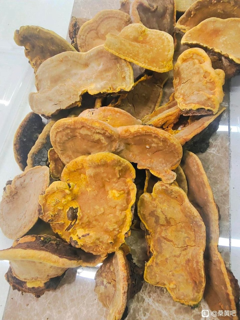 桑黄