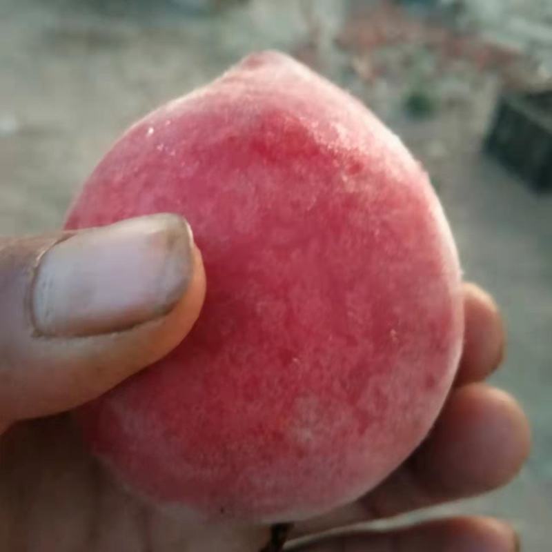 土围桃己大量上，欢迎老板进园看桃