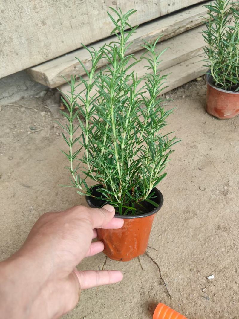 精品迷迭香大量上市，基地直发直销，欢迎各位老板选购！