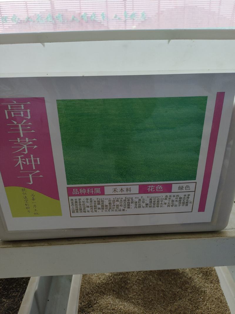 高羊茅种子草坪种子抗寒抗涝量大优惠