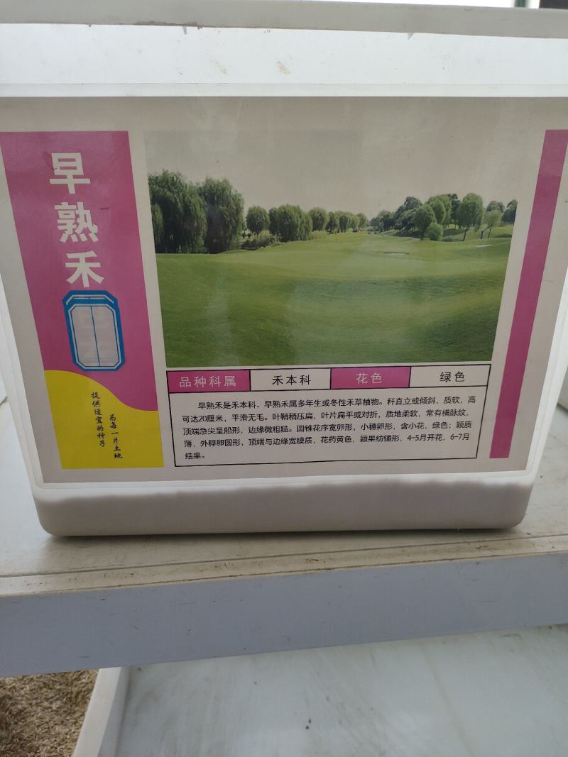 早熟禾种子草坪种子易养护量大从优质量如图
