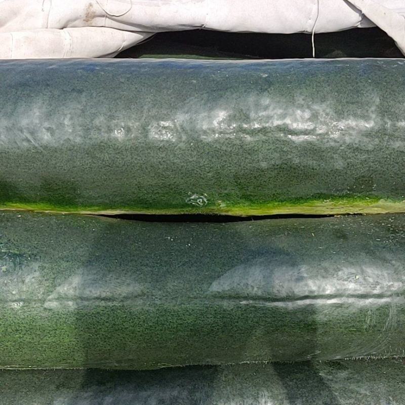 江苏海安精品冬瓜产地直销货源充足可视频看货