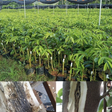 正宗奇楠沉香嫁接苗(紫棋)全国包邮,包结香,包技术指导