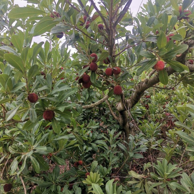 直采红果/奶茶果/榨汁/深加工果