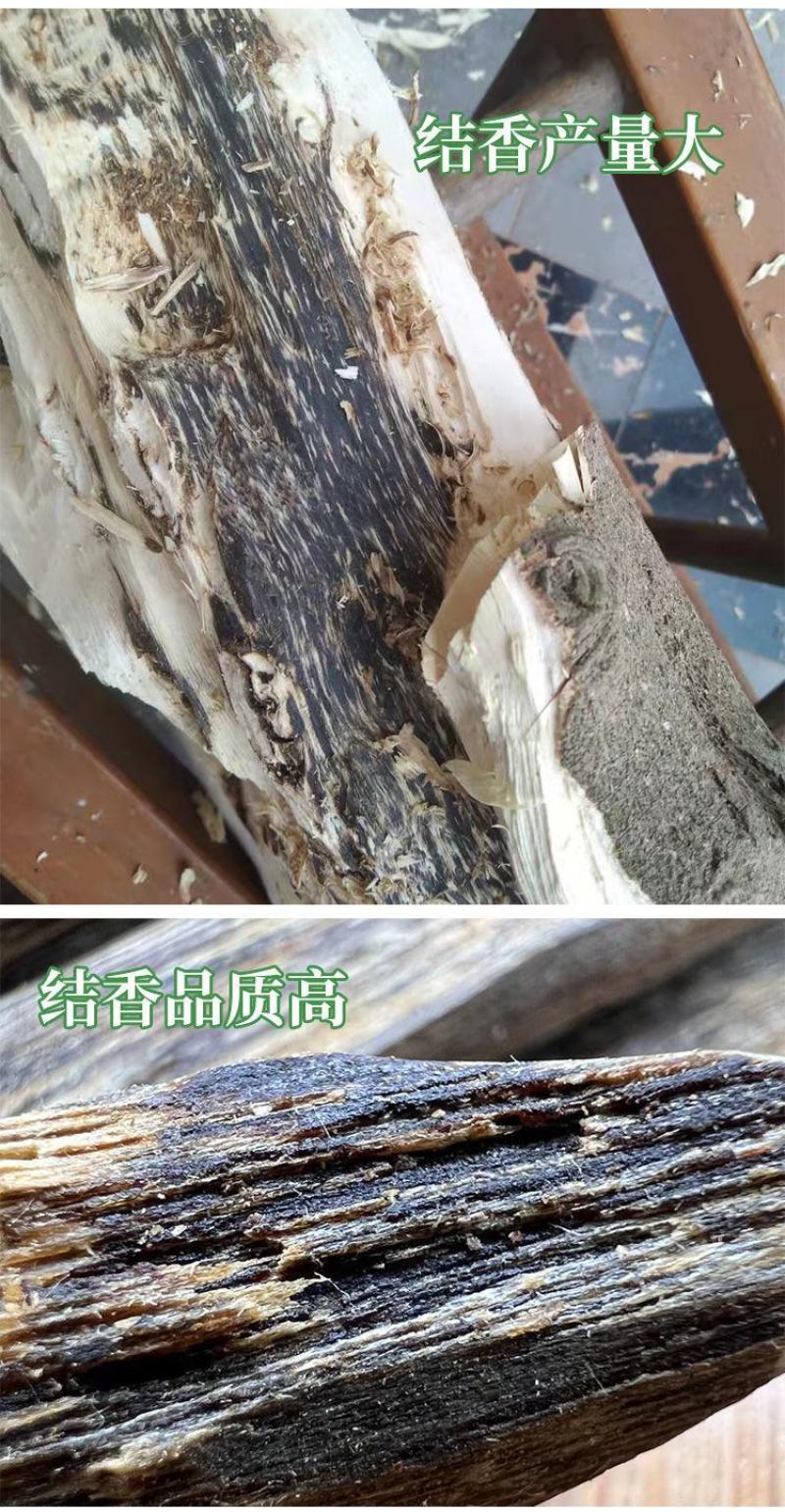 正宗奇楠沉香嫁接苗(紫棋)全国包邮,包结香,包技术指导