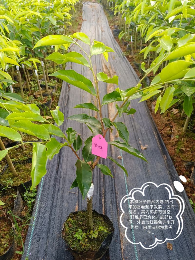 正宗奇楠沉香嫁接苗(紫棋)全国包邮,包结香,包技术指导