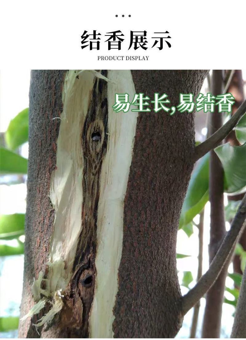 正宗奇楠沉香嫁接苗(紫棋)全国包邮,包结香,包技术指导
