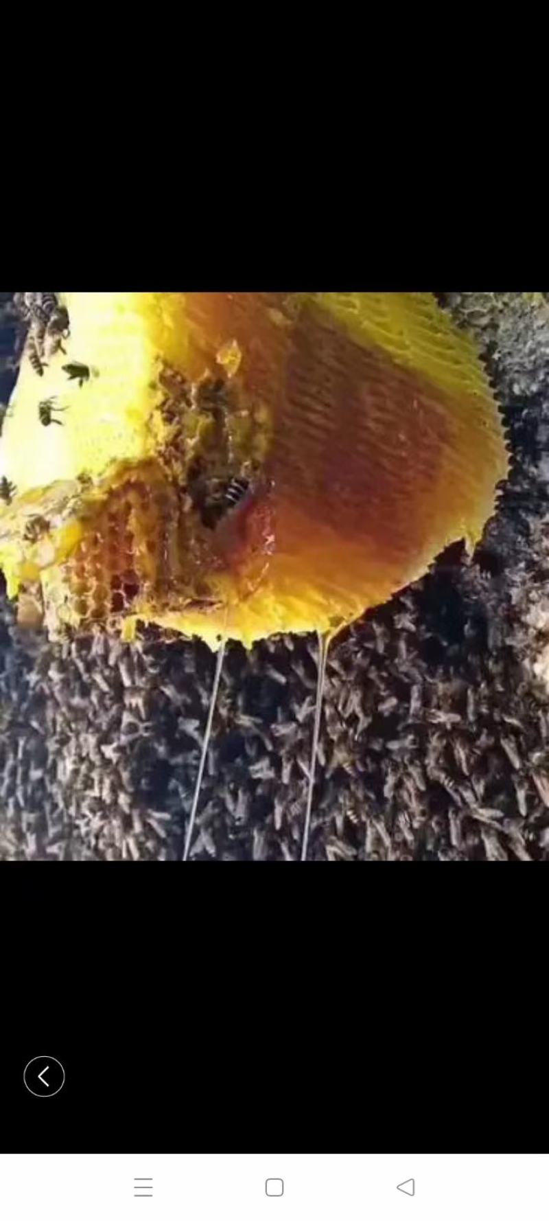 悬崖蜜加野生白芨和贝母粉