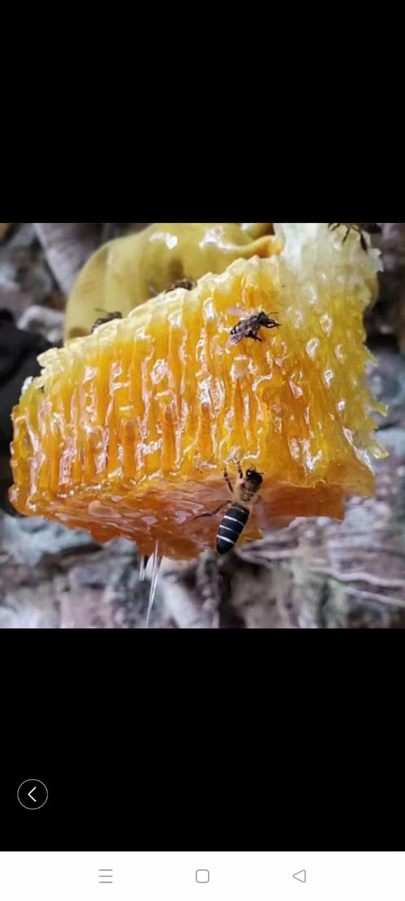 悬崖蜜加野生白芨和贝母粉