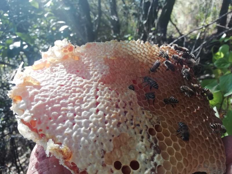 云南大理高山高海拔野生野坝子百花冬蜜蜂1斤包邮