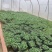 精品铜钱草大量上市，基地直发直销，欢迎各位老板选购