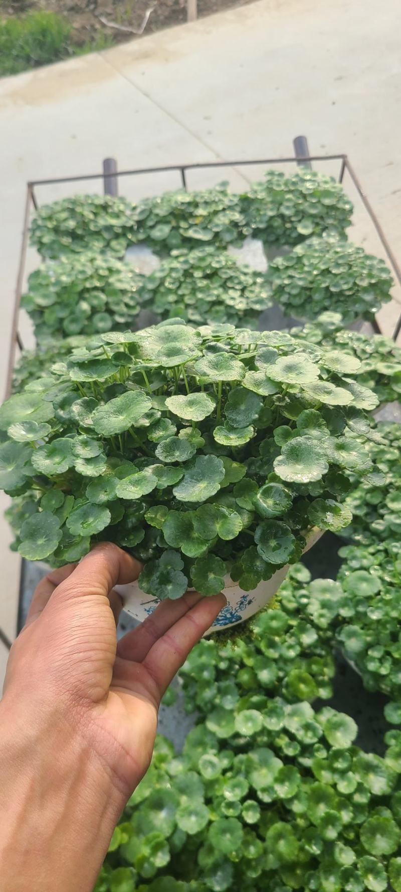精品铜钱草大量上市，基地直发直销，欢迎各位老板选购